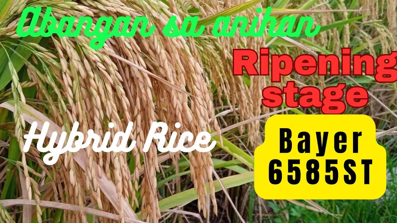 Hybrid Rice: BAYER SEEDS AZ6585ST VARIETY | @AgriSikap