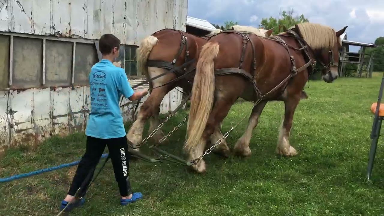 Ryan&rsquo;s OJT Horse Teamster training