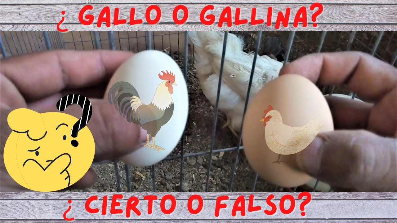 ¿Cómo saber si de un huevo nacerá un gallo o gallina? Parte 1