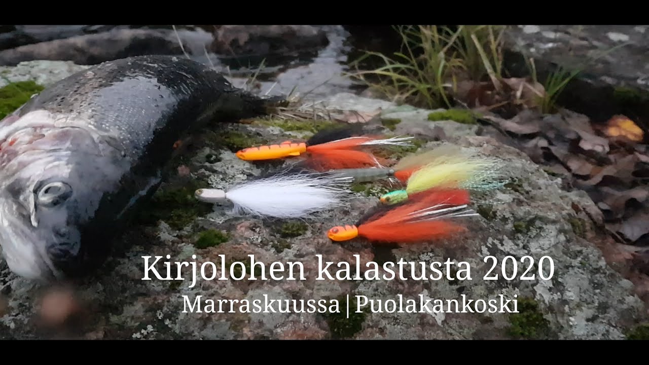 Kirjolohen kalastusta 2020|Puolakankoski| Testissä drop shot fly| kooste syksyn tapahtumista