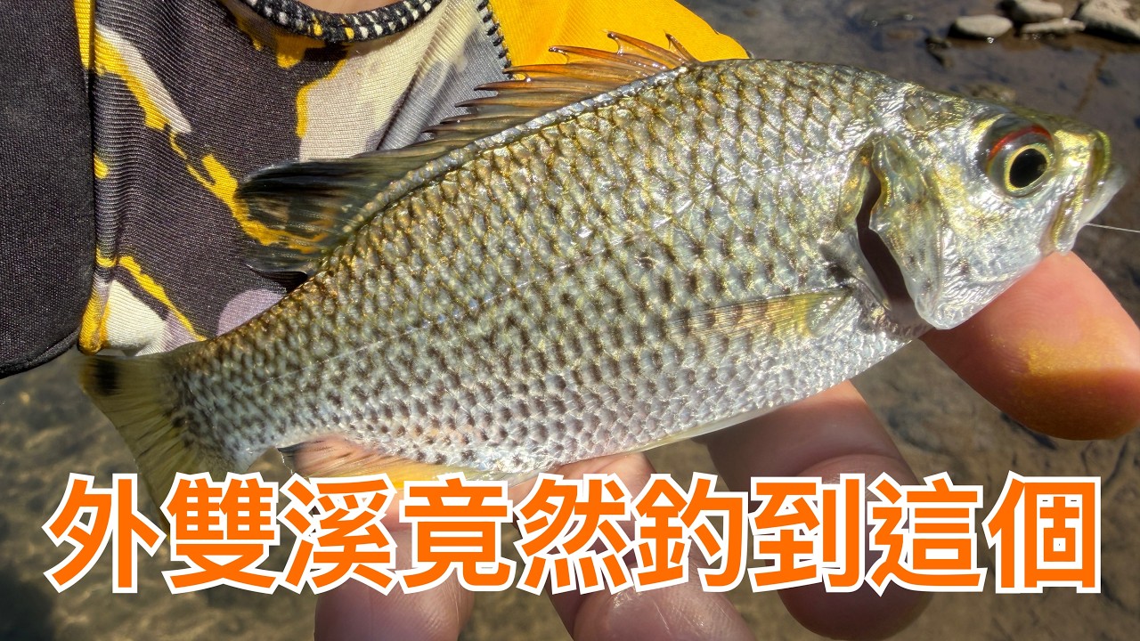 Creek fishing in Taiwan 外雙溪新郵票!外雙溪也可以釣到湯鯉