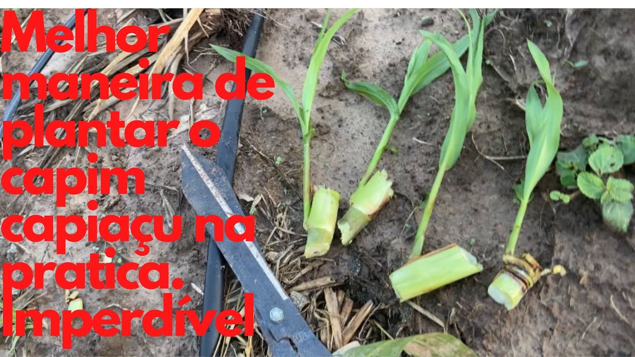 Melhor maneira de plantar capim capiaçu na prática.imperdível
