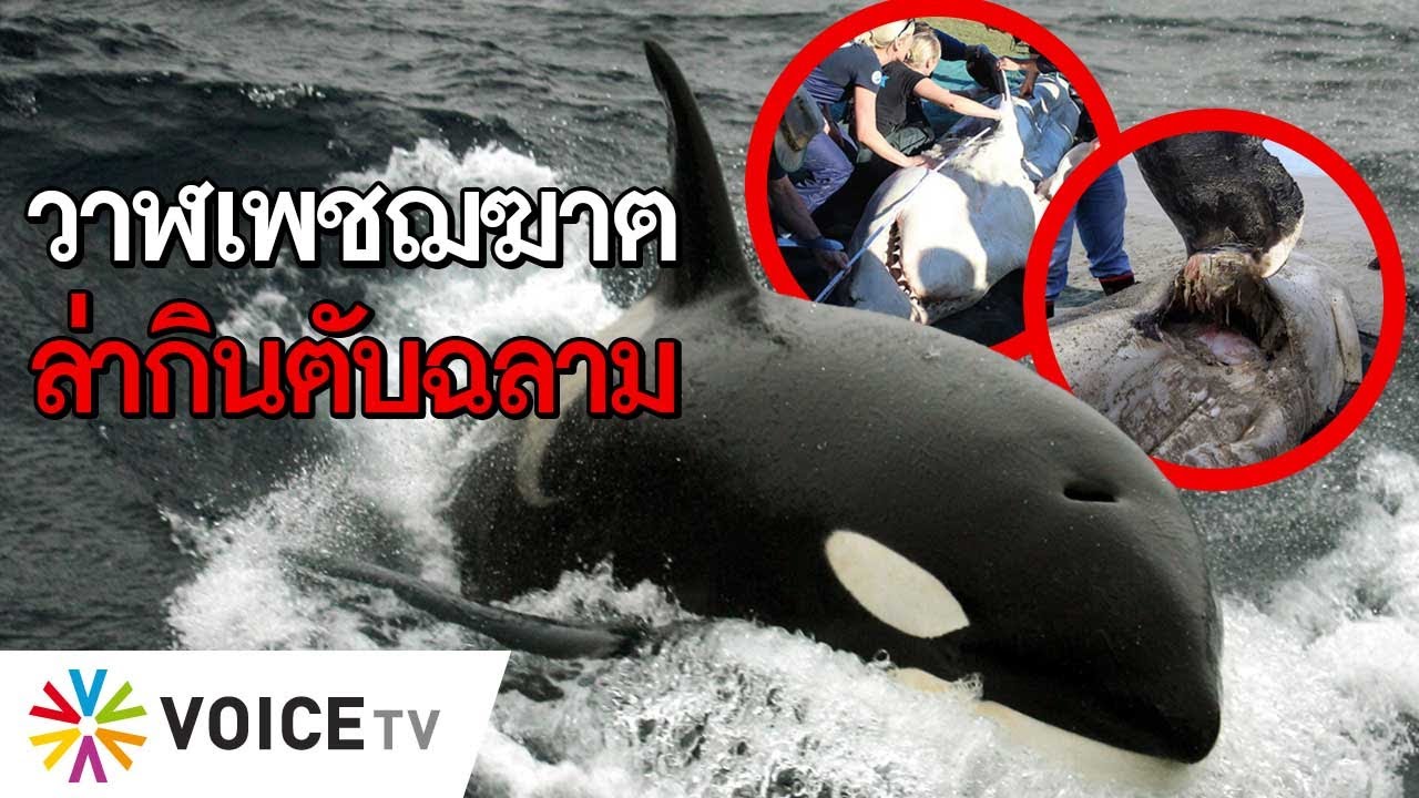 วาฬเพชฌฆาตล่าเป็นฝูงและกินตับฉลาม  #TheDailyDose Live! ยามเช้า