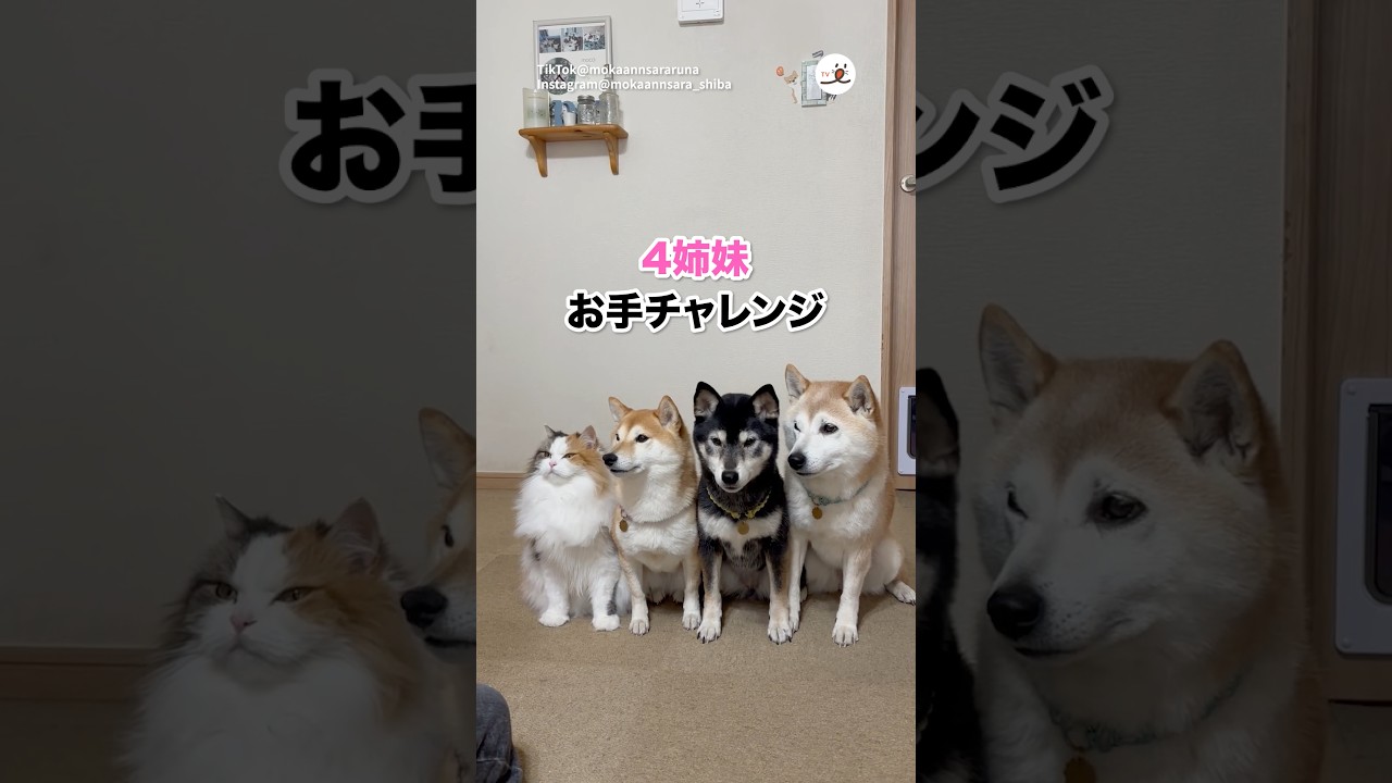 【猫】お手チャレンジする4姉妹｜PECO