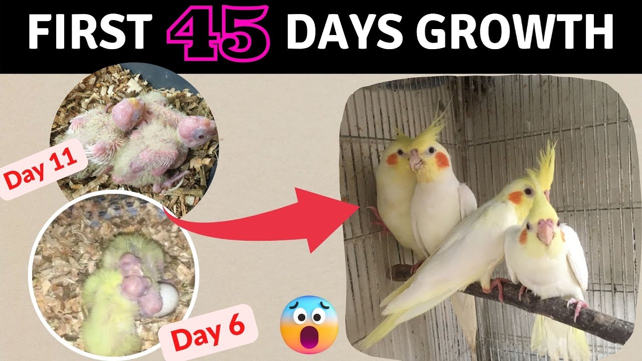 Baby Cockatiel Growth Stage Day by Day I Baby Bird’s First 45 Days