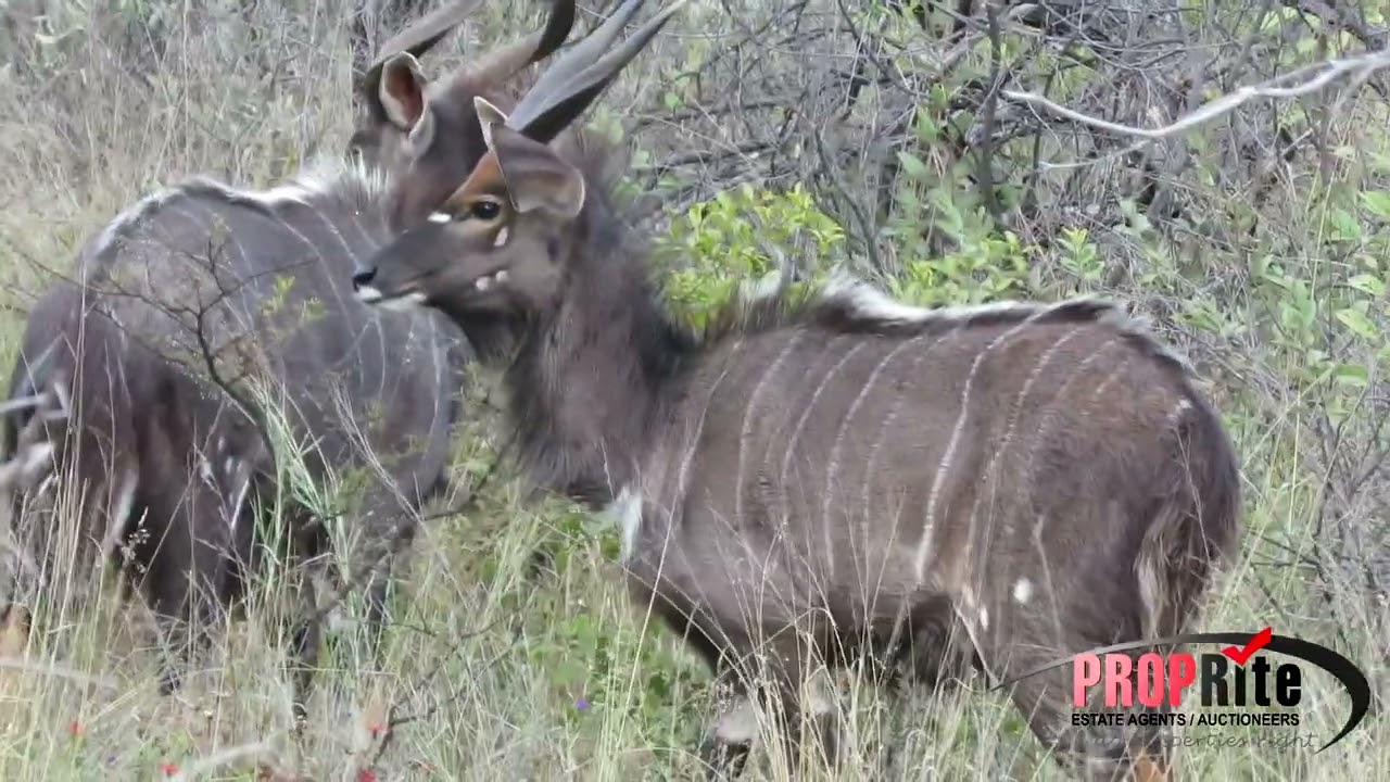 PR1230  Vaalwater  427Ha game farm is For sale close to town.