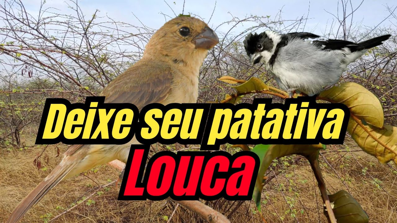Fêmea de Patativa Pintada chamando para esquentar muito boa