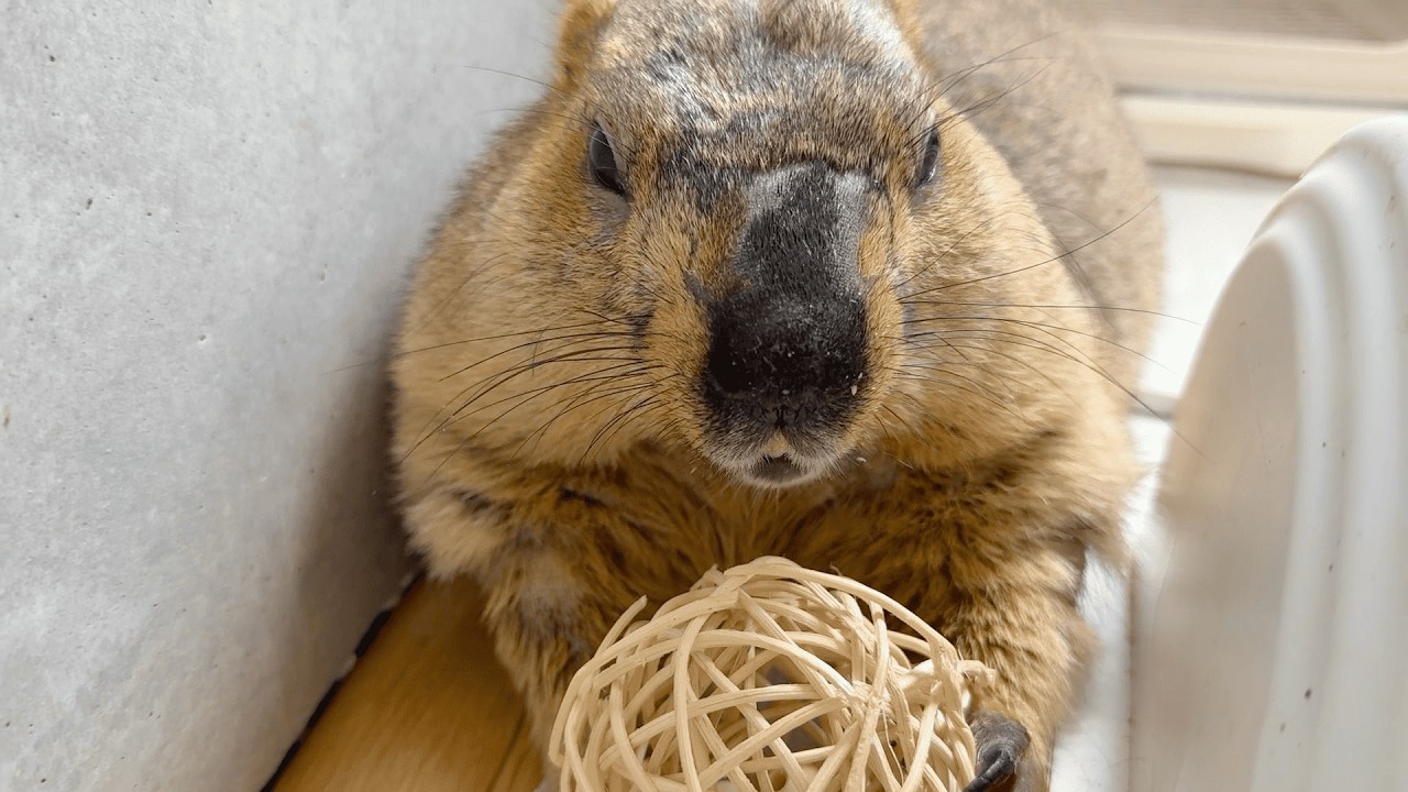 The Most Squished Marmot Ever
