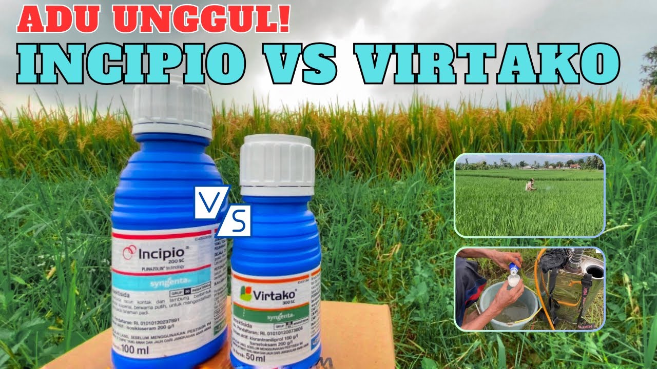 Adu unggul incipio vs virtako - perbedaan insektisida incipio 200sc dengan Virtako 300sc obat sundep