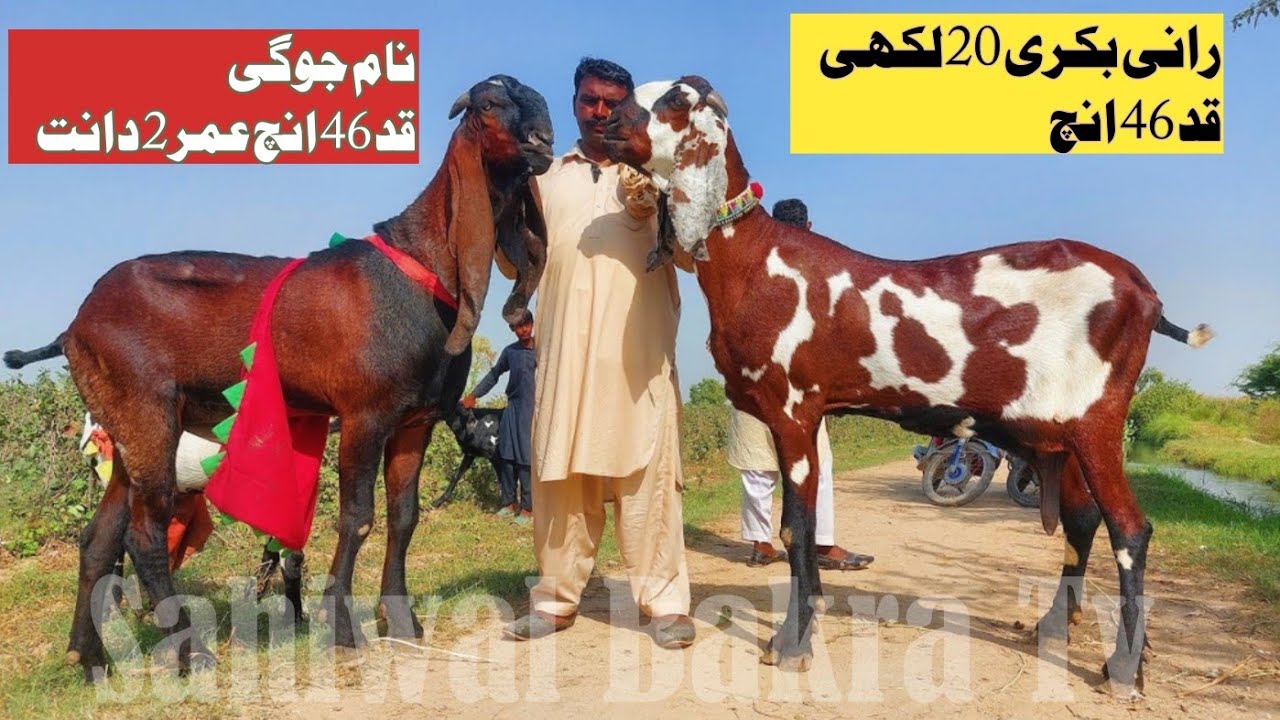 Top Class Pure Amritsari Beetal Big Size Gabhan Bakriyan And Nagra Beauty Breeder Bakra In Sahiwal