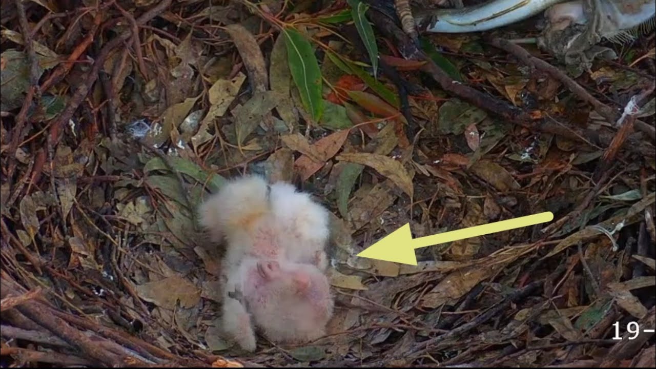 Big eaglet (SE35) falls back during lunch feeding  | August 19, 2025
