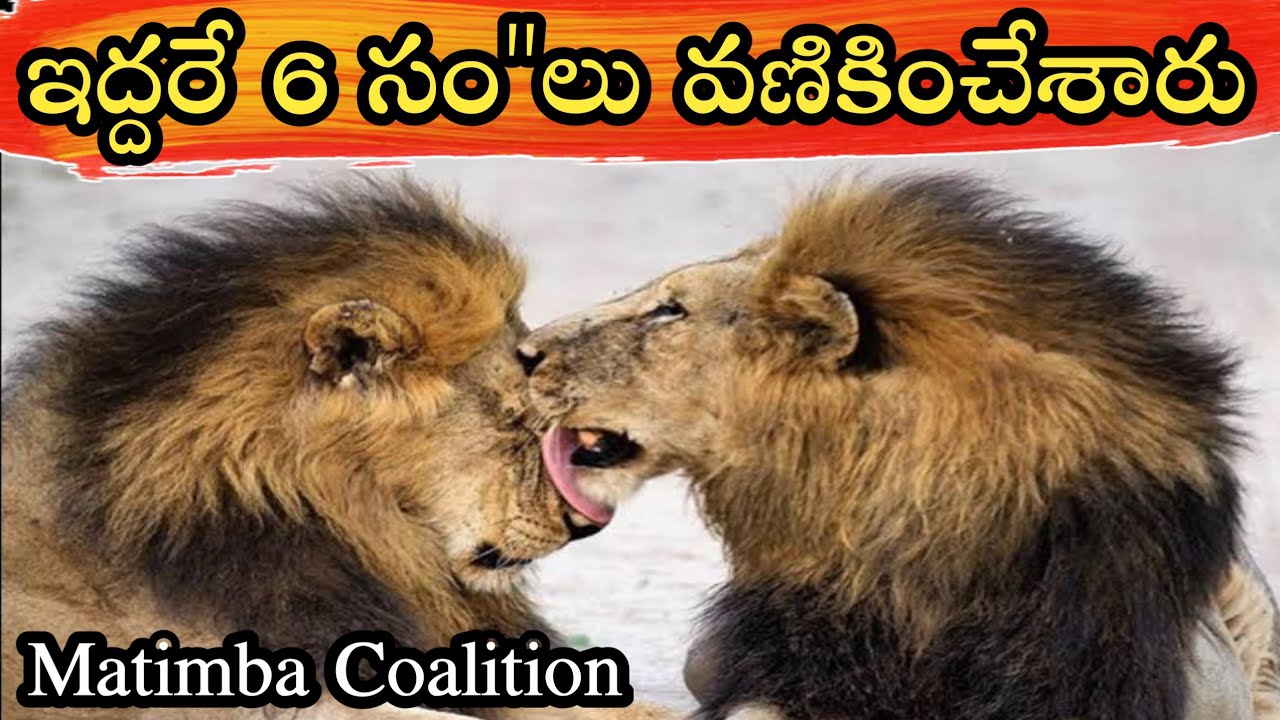 Matimba Lions Coalition in Telugu | Matimba Lions in Telugu | Unique Praveen