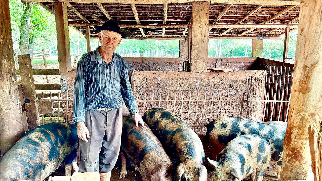 Com 82 anos com muita disposição #cria porco num grande mangueirão no sistema antigo # e faz de tudo