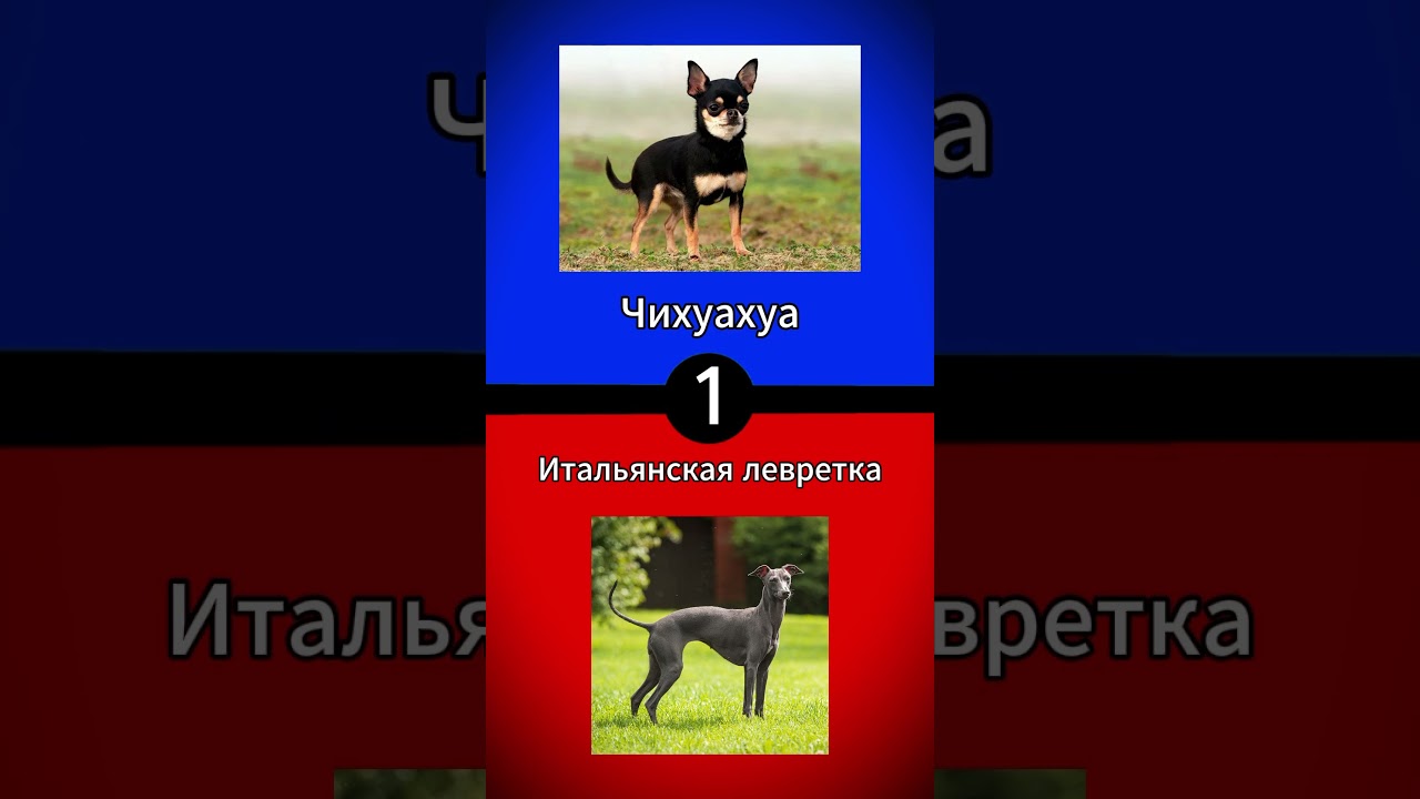 Какую породу собак ты выберешь? Делись ответом в комментариях #quiz #test #quiztime #вопросы