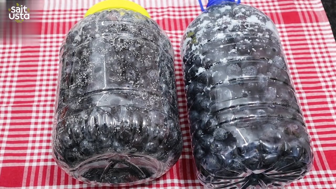 Ev Yapımı Kuru Sele Ve Salamura Zeytin Tarifi  (Two Methods for Brining Olives)