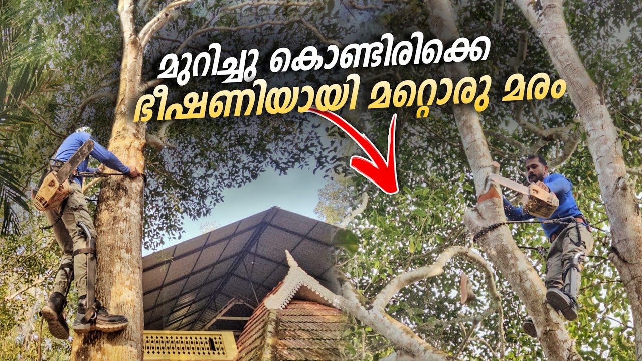 വീടിന് ഒന്നും പറ്റാത്തിരിക്കാൻ ഇങ്ങനെ ചെയ്യേണ്ടി വന്നു 😨‼️ | Tree cutting | Village woodpecker | dp