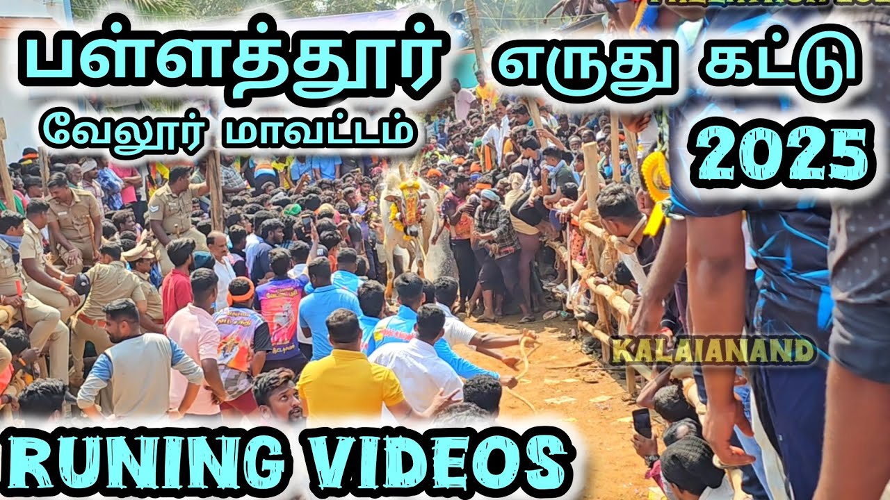 பள்ளத்தூர் எருது விடும் விழா ரன்னிங் வீடியோ 2025 eruthukattu vellore