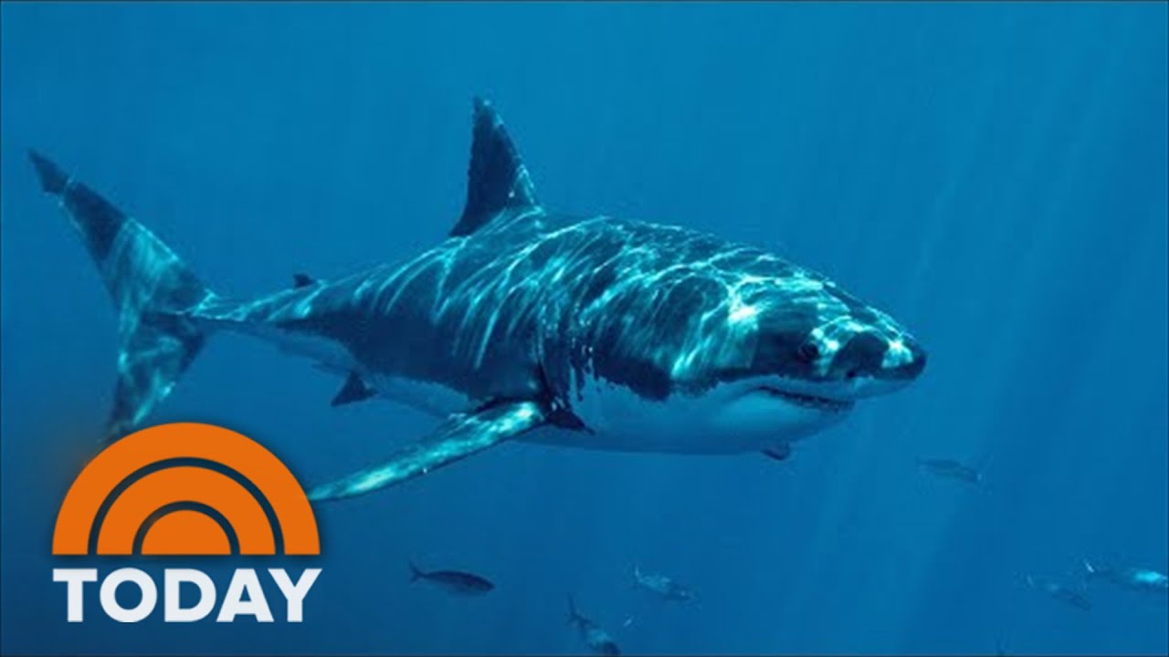 Shark Patrols On High Alert Amid Increase Of Dangerous Incidents