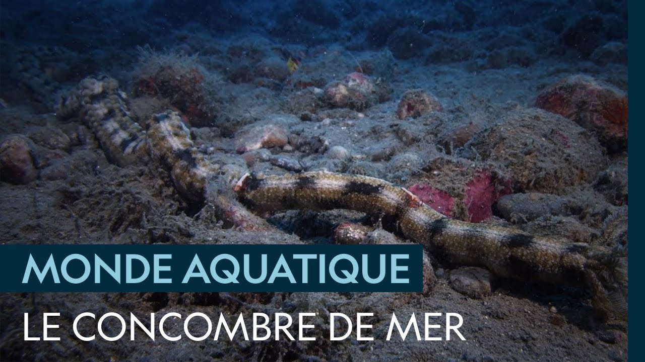 Le concombre de mer, curiosité marine nécessaire à l'écosystème