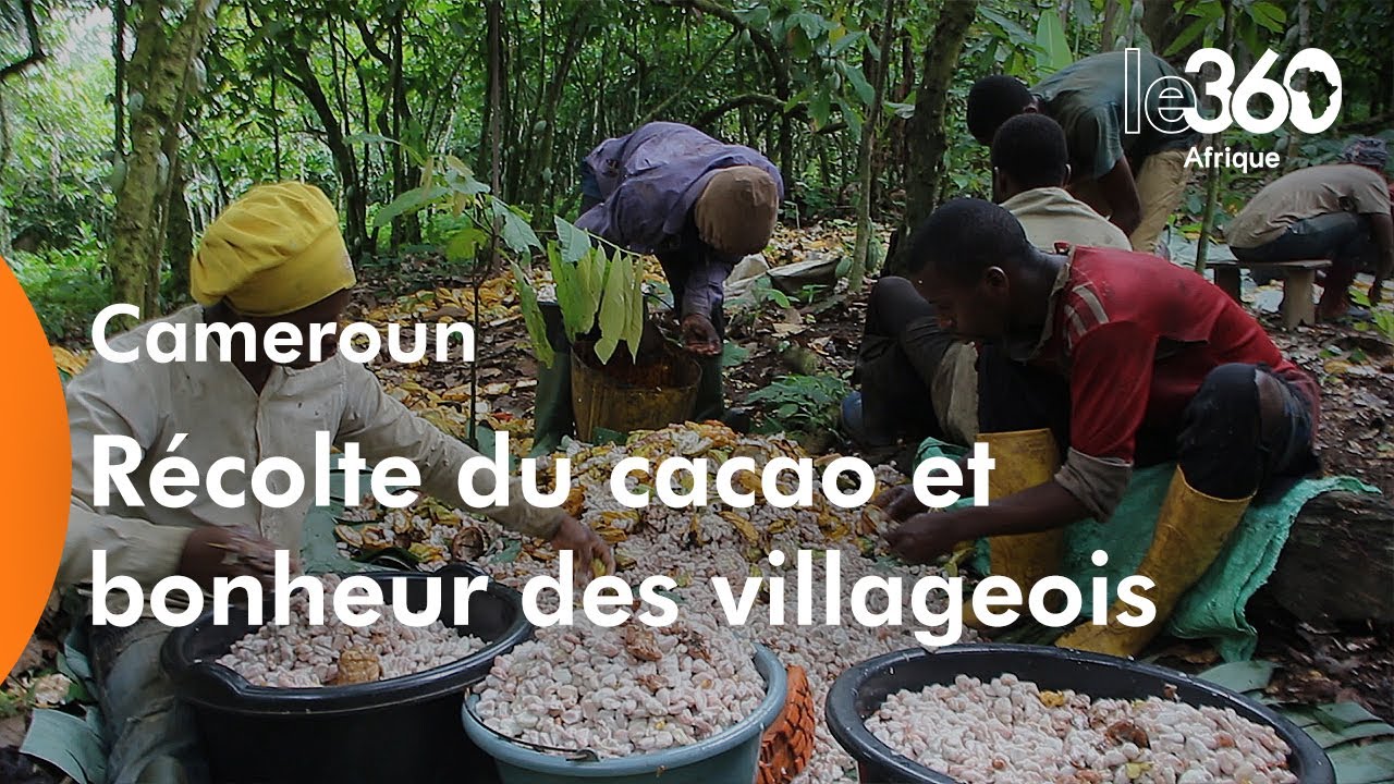 Cameroun: la récolte du cacao commence, espoir d’abondance dans les villages agricoles