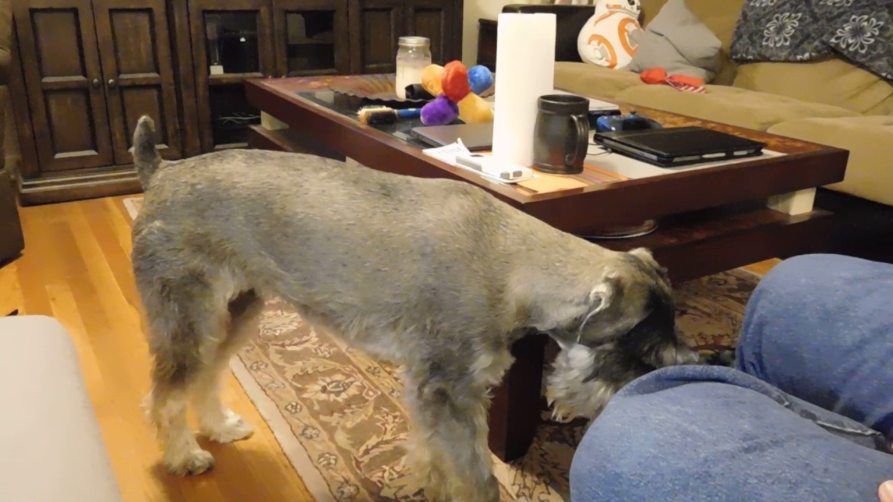 Standard Schnauzer Puppy (Day 2 - part 3/3)