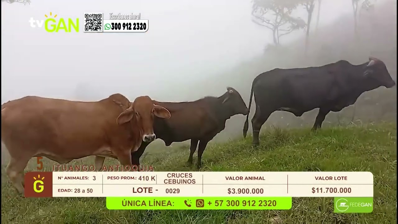 Tu vitrina ganadera- TvAgro por Juan Gonzalo Angel