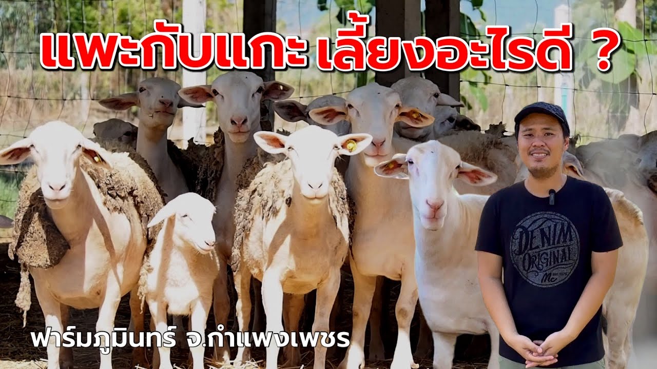 มือใหม่ ระหว่าง แพะกับแกะ เลี้ยงอะไรดี ภูมินทร์ฟาร์ม มีคำตอบ‼️| พี่จี๊ป ฟาร์มภูมินทร์ จ.กำแพงเพชร