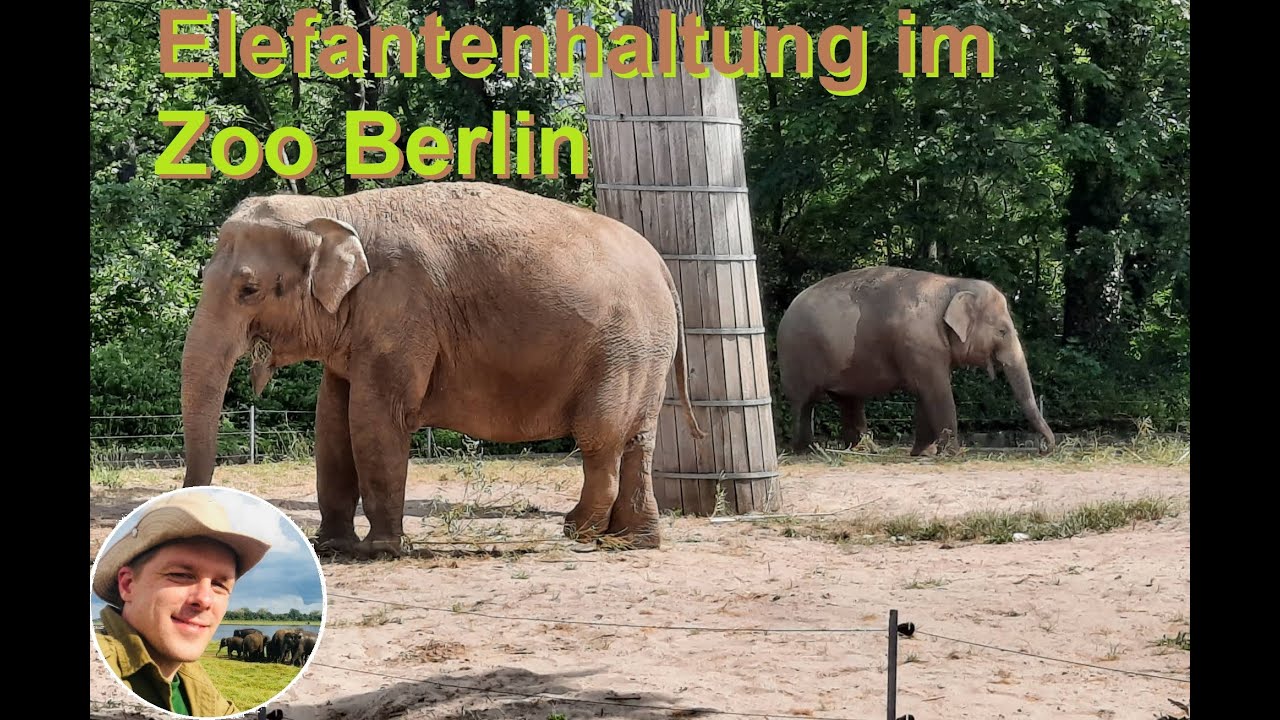 Die Elefantenhaltung im Zoo Berlin.