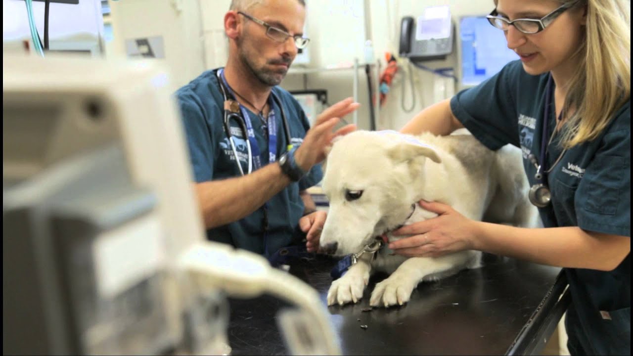 The University of Melbourne Veterinary Hospital video tour