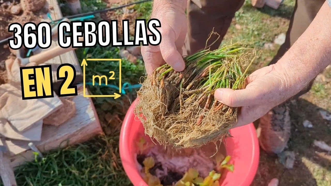 Cómo cultivar CEBOLLAS en poco espacio 👨‍🌾 y tener para todo el año