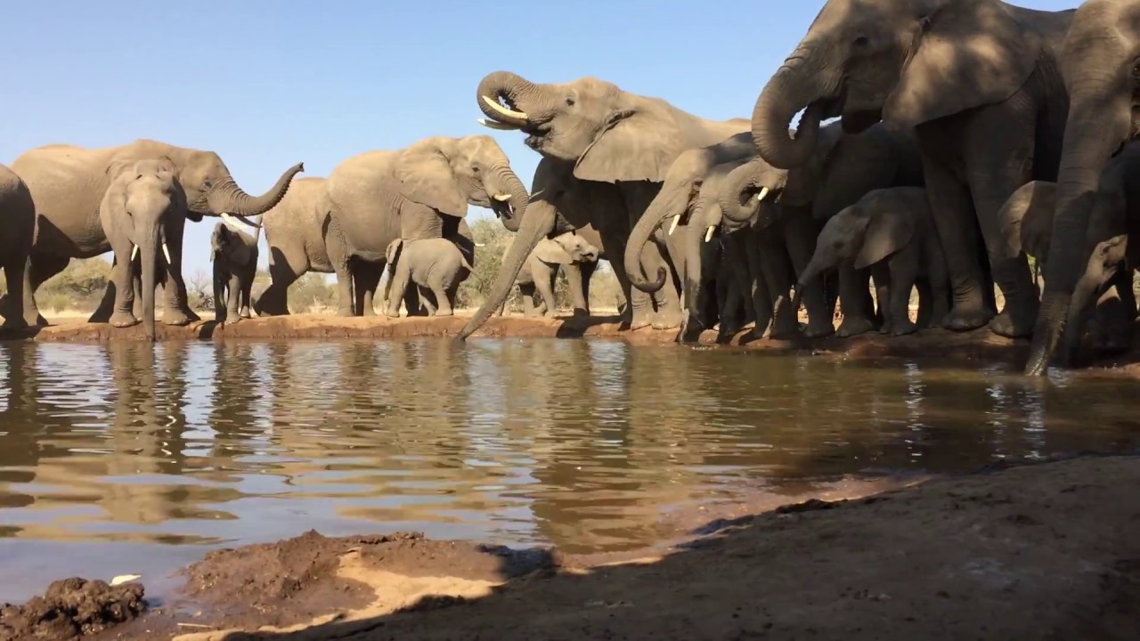 Elephant herd at watering hole at Mashatu Game Reserve