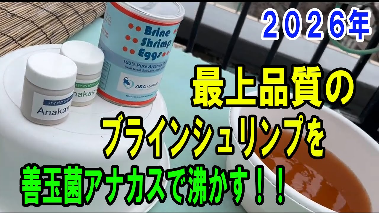 らんちゅう（金魚）ブリーダーの飼育記録No.341：最上品質のブラインシュリンプを善玉菌アナカスで沸かす！！　孵化テスト合格！ブラインシュリンプの沸かし方