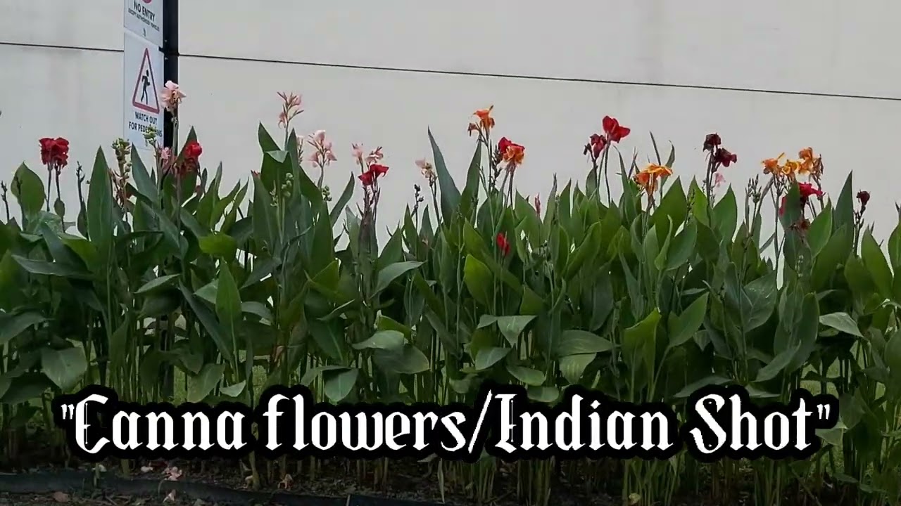 The Beauty of Canna plants,Indian Shot.#flowers #indianshots