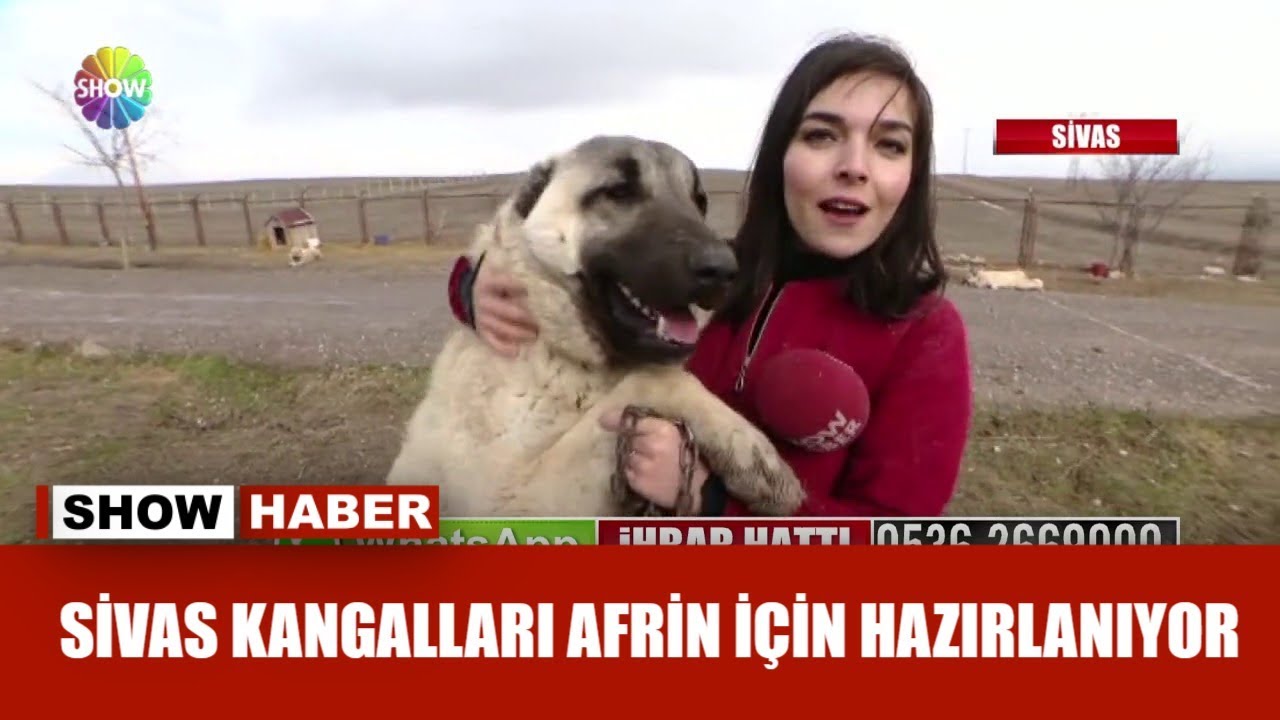 Sivas Kangalları Afrin için hazırlanıyor!