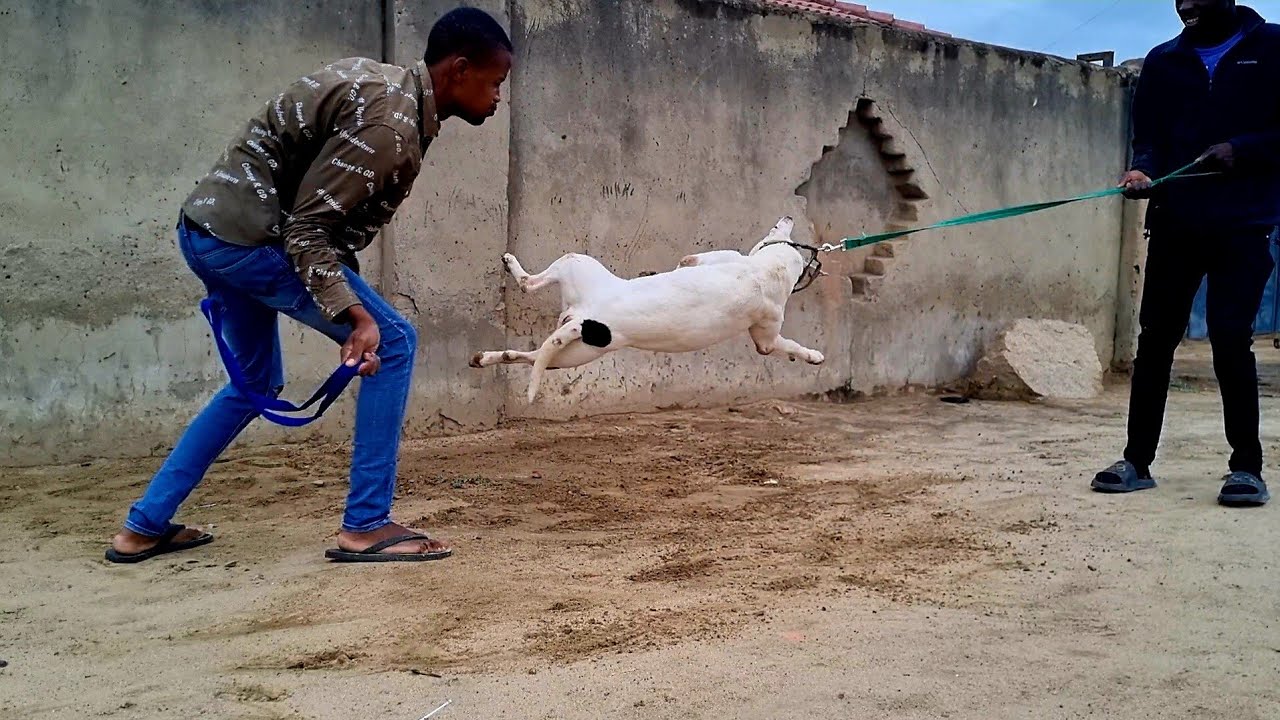 ANGRY BULL TERRIER IN PROTECTION WORK 