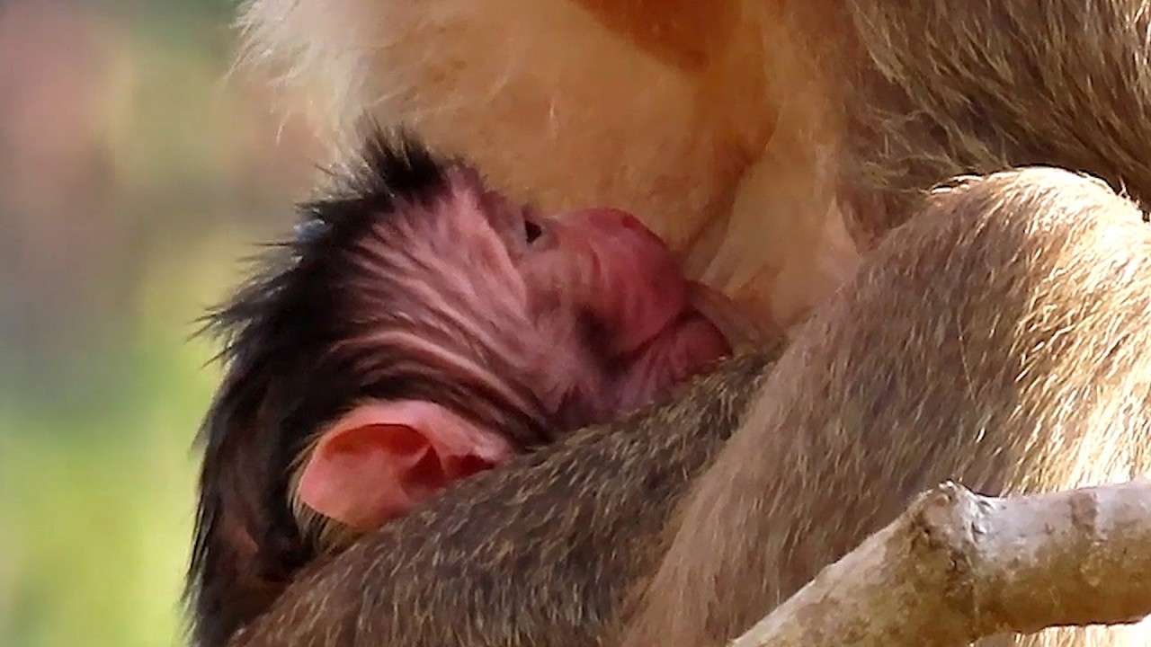 Adorable Wildlife, Old Lovely Mother Monkey Is Very Careful and Hugs, Nurses Baby Best