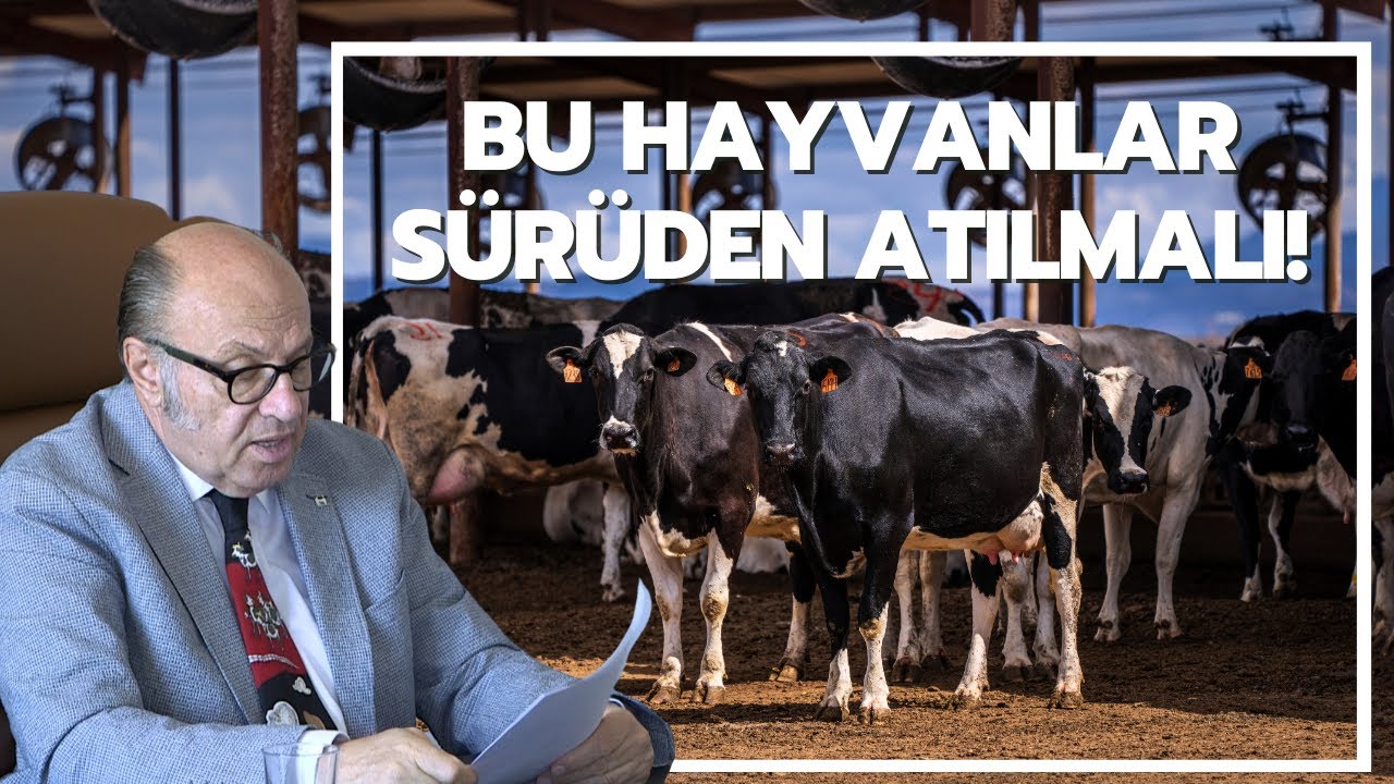 Bu Hayvanlar Sürüden Atılmalı! / “Her Şeyi Stres Başlatıyor”
