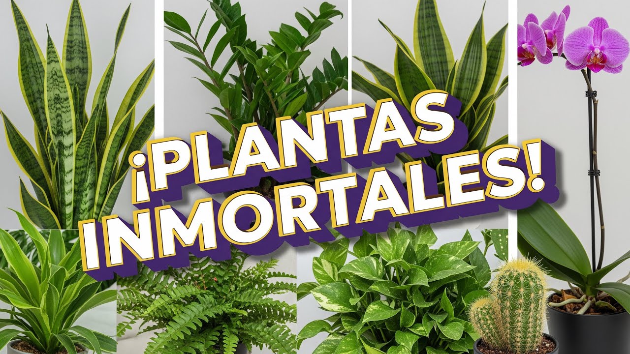 Las 7 Plantas que NO SE MUEREN (Aunque las olvides)