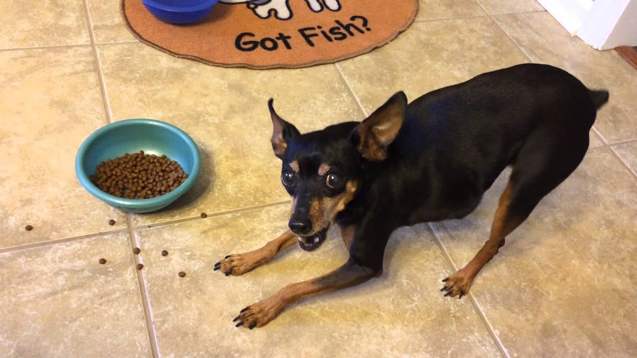 How a miniature pinscher eats