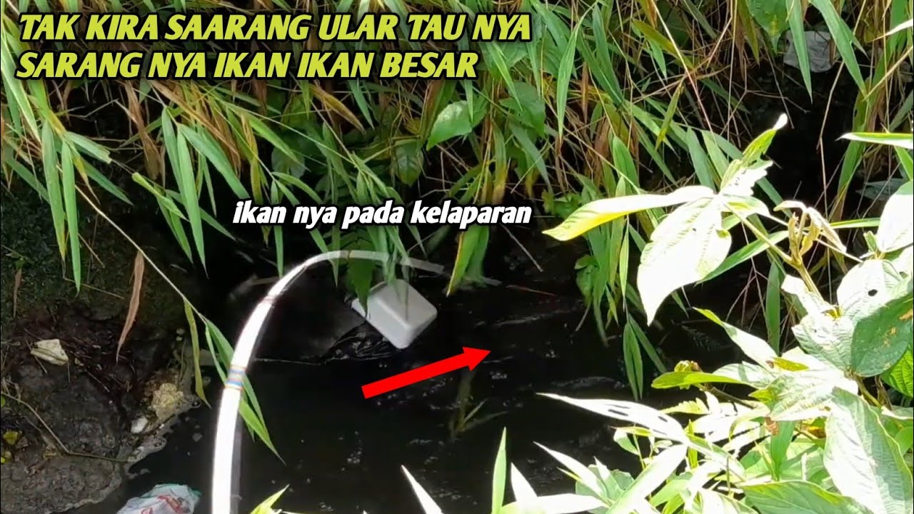 INI PEMANCING TERLALU NEKAD!!Udah tau sarang ular tetep aja mancing di situ 