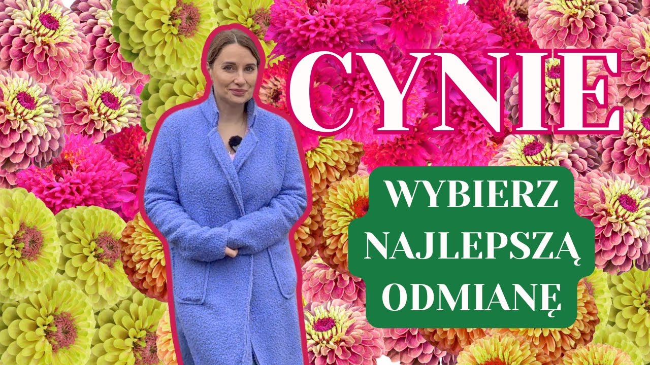 CYNIE- NAJLEPSZE ODMIANY CYNII - JAK I KIEDY WYSIEWAĆ CYNIE