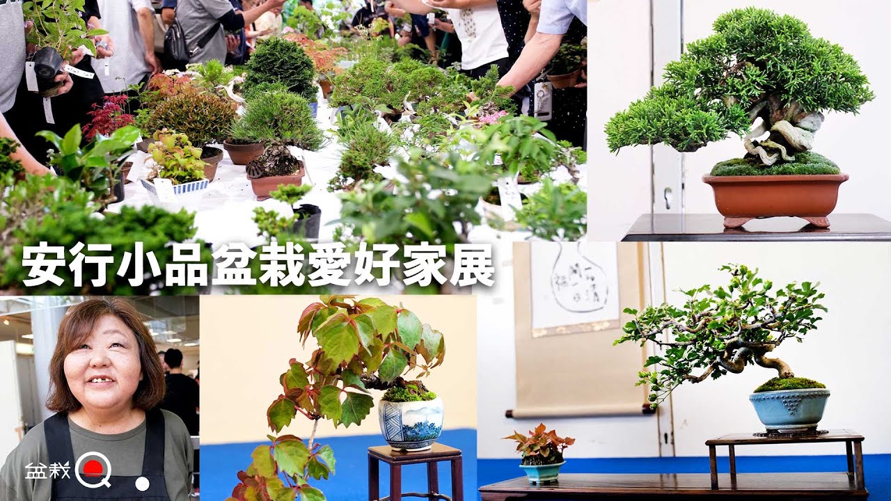 ミニ盆栽が目白押し！第3回 安行小品盆栽愛好家展に行ってきました【盆栽Q】