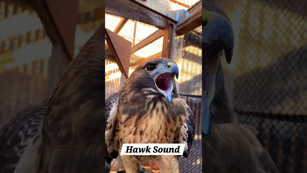 #redtailedhawks #hawks   #birds #alcon🦅