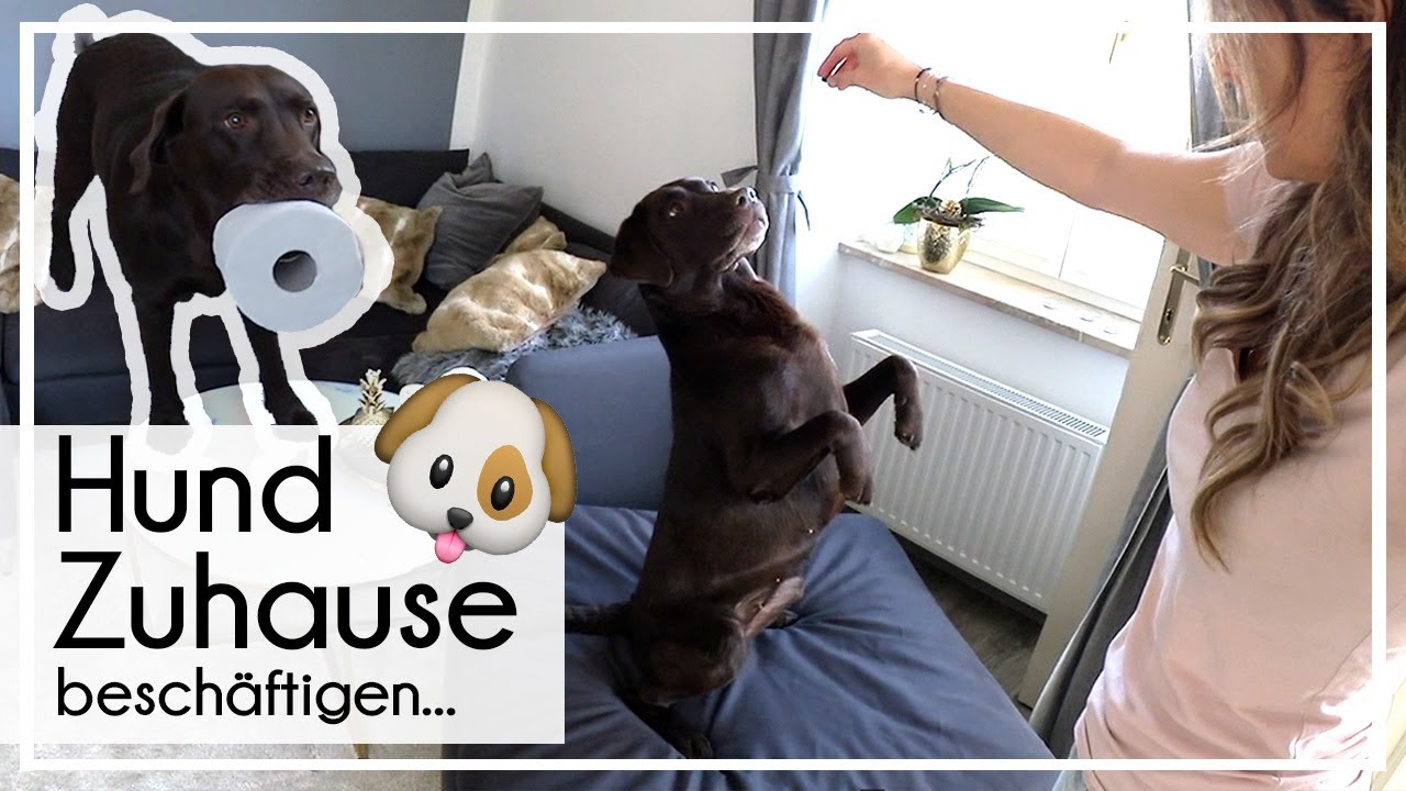 Hund Zuhause beschäftigen | 4 Tipps für die Wohnung | KaroLovesMilka #milkamittwoch