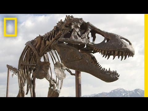 How a Giant T. Rex Packs for a Road Trip | National Geographic