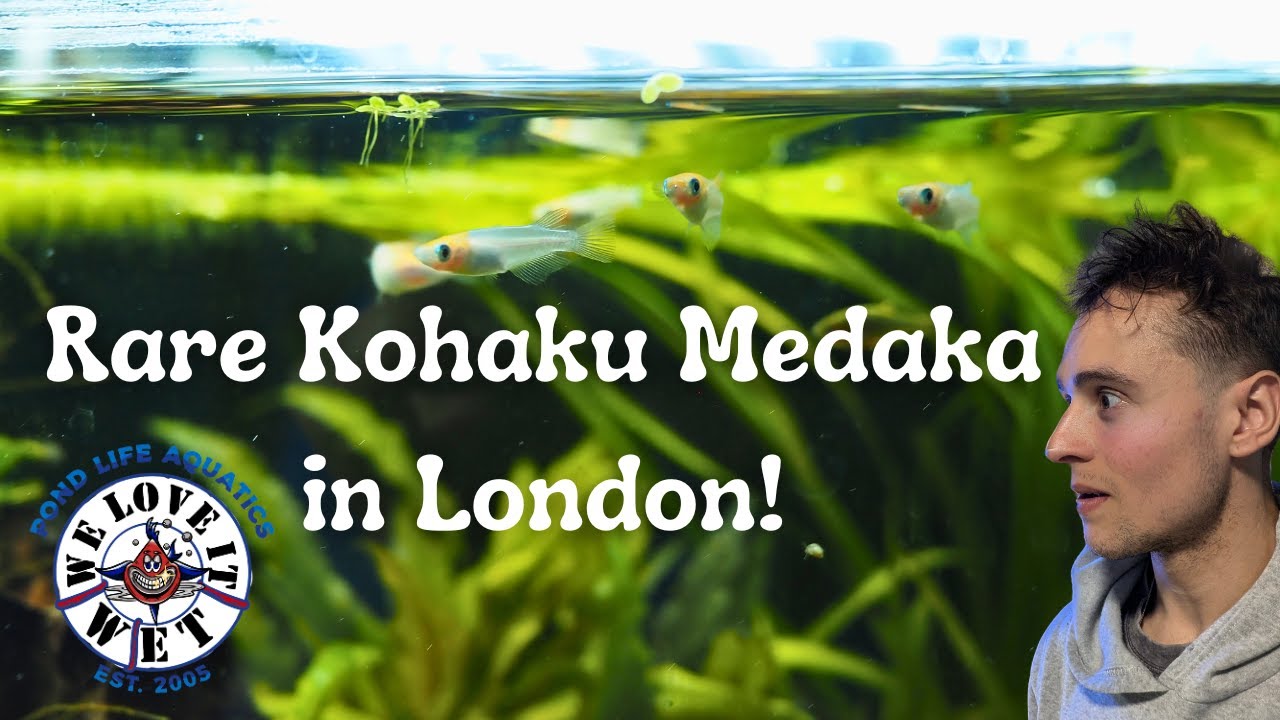 RARE KOHAKU MEDAKA! + Jaw-Dropping Hardscape! | Pondlife Aquatics Stock