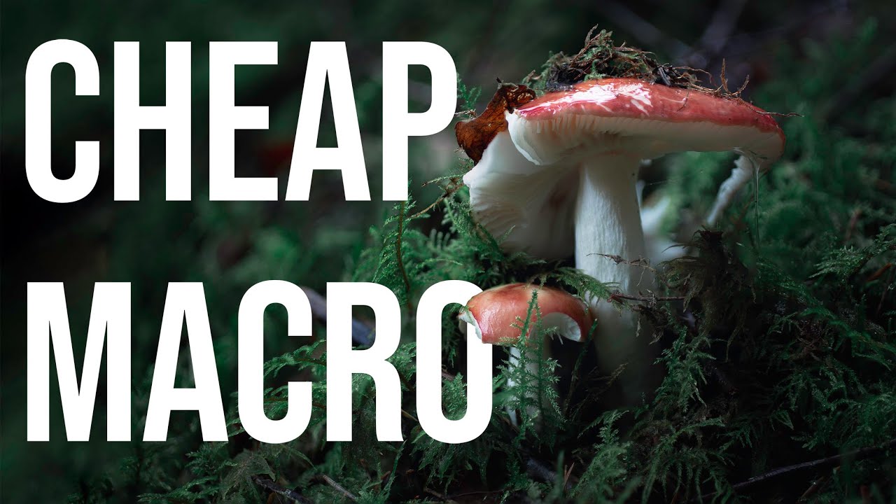 Beautiful forest macro with a cheap camera and lens (chill nature tutorial)