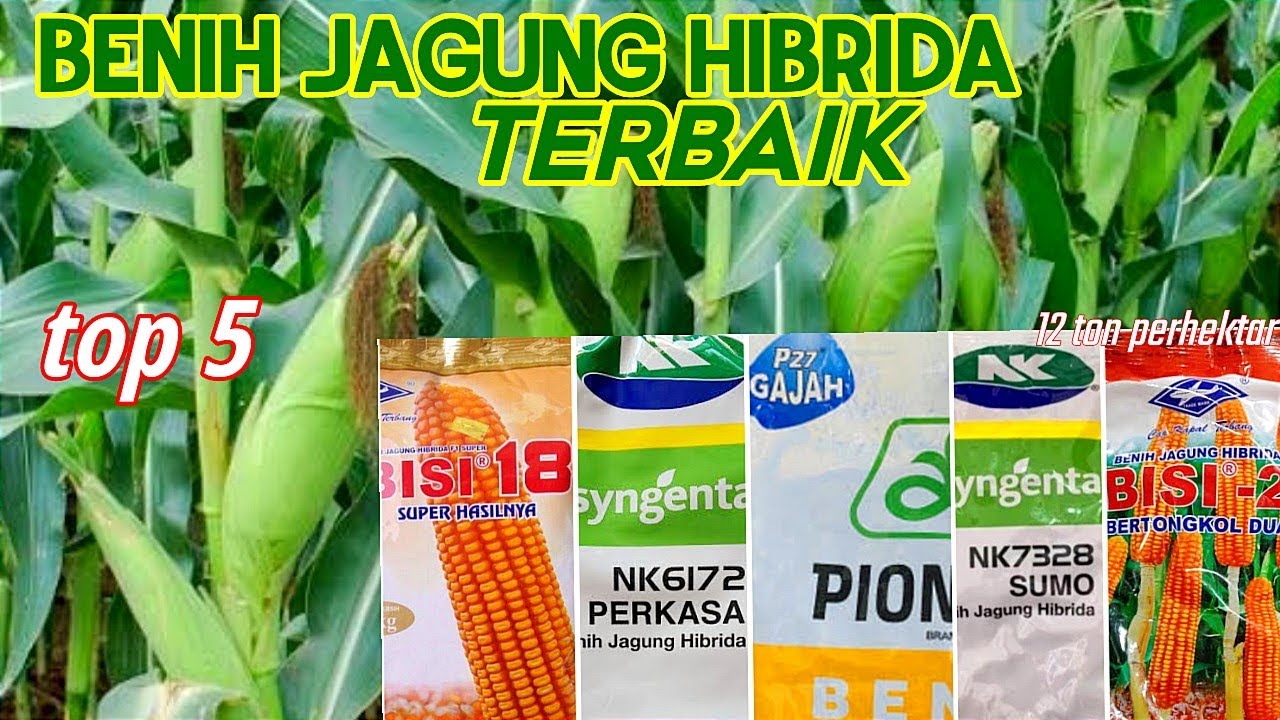 5 BENIH JAGUNG HIBRIDA TERBAIK!!  REKOMENDASI UNTUK PETANI JAGUNG