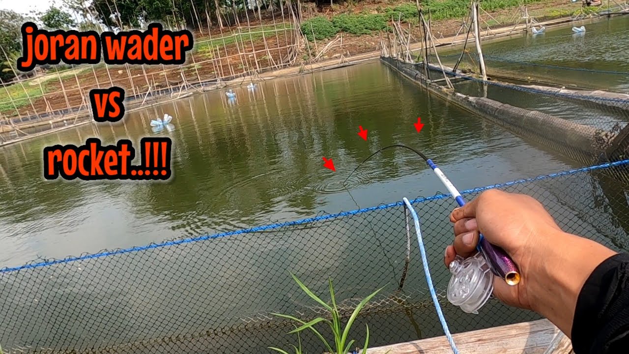 JORAN WADER VS IKAN BANDENG‼️BAKAL GIMANA KIRA KIRA || nahol mania libur mancing ikan red devil