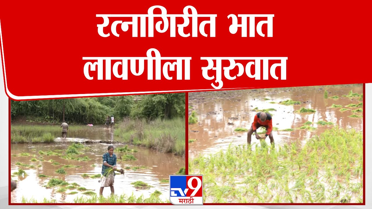 Ratnagiri | रत्नागिरीत पावसाची उसंत, भात लावणीला सुरुवात | rain Update